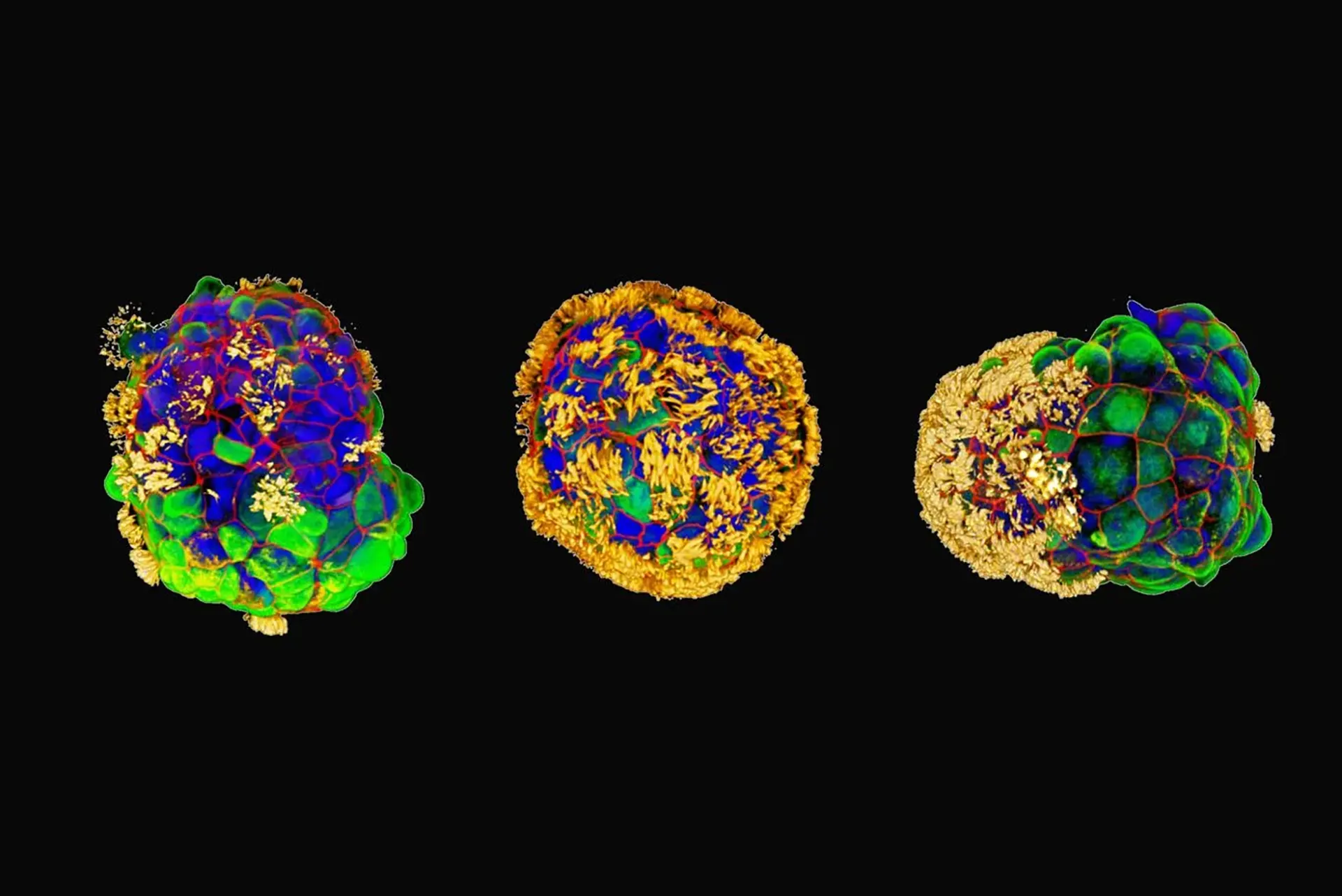 Крихітні біороботи, виготовлені з людських клітин, можуть «‎вирощувати» нейрони без модифікації ДНК