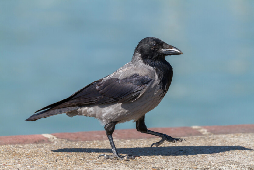 Crows have shown an ability to geometry — it was believed to be an exclusively human ability