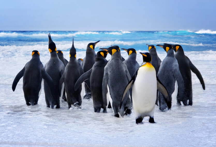 Penguin droppings keep Antarctica cold, — research