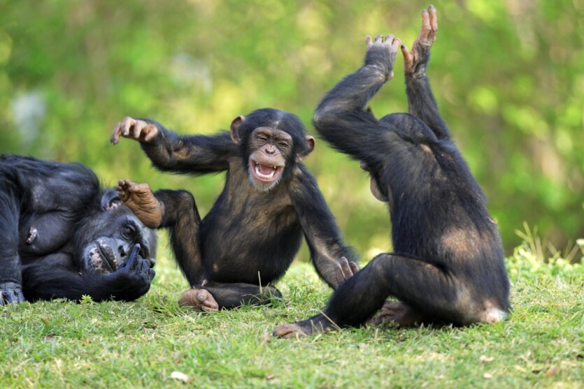 Are apes evolving into humans? Scientists find vocal speech in wild chimpanzees