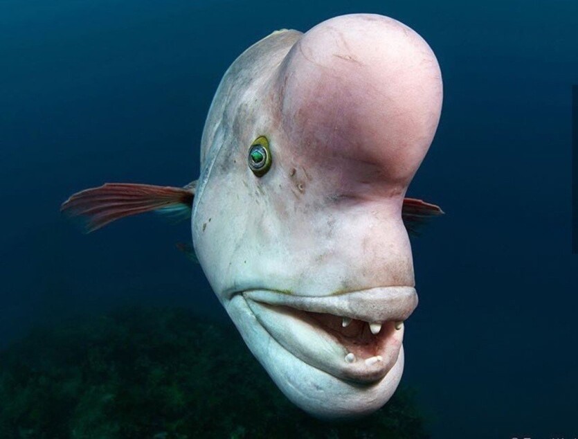 Fish are smarter than you think — scientists have found out how to find out