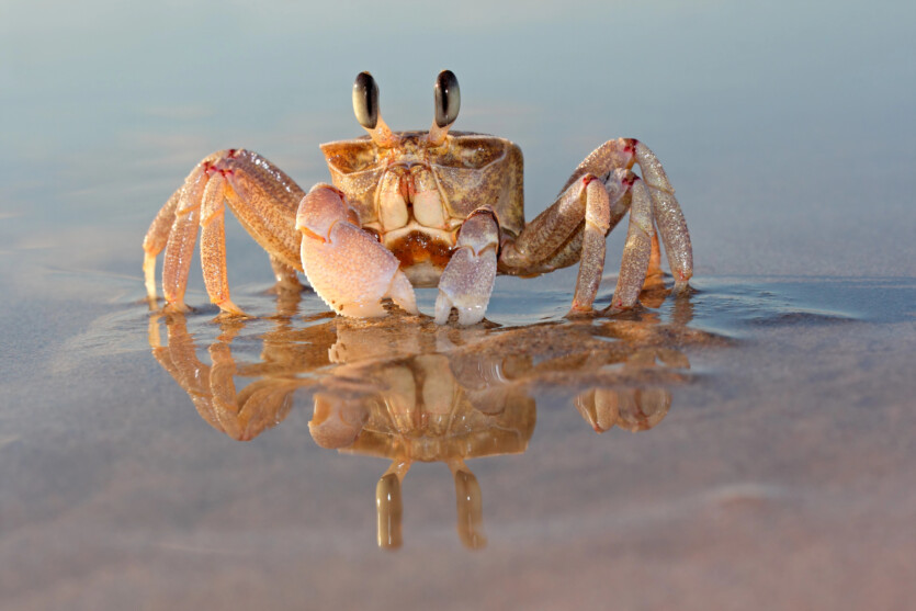 The world’s oceans are so acidic that they dissolve the shells of marine life