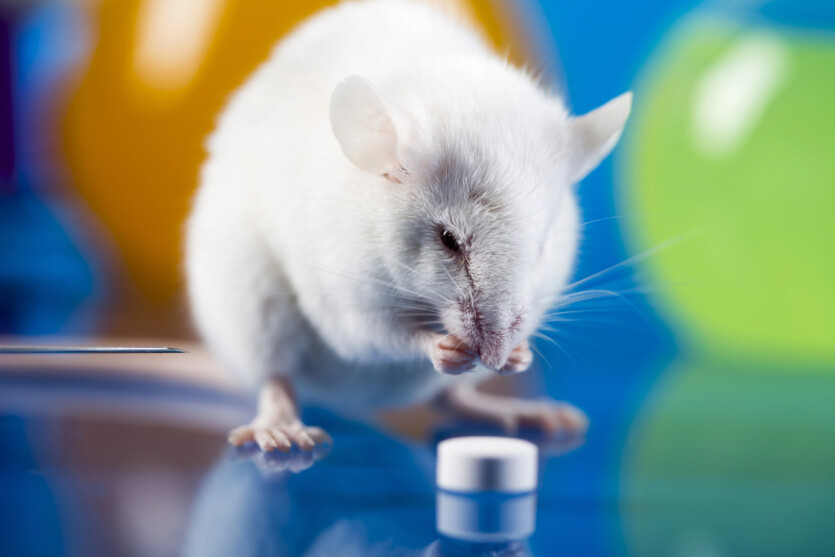 A pill instead of a gym — scientists successfully «pumped up» mice without training
