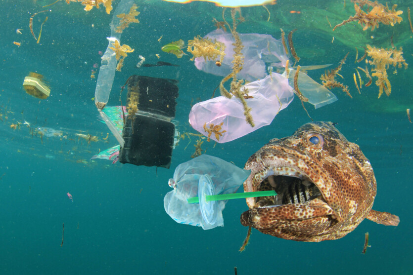 Natural plant extracts remove up to 90% of microplastics from water, — research