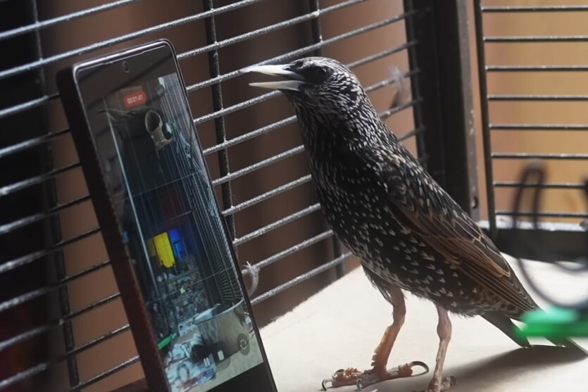 A flash drive made of a bird: a YouTuber converted data into sound, and a starling was able to play it back
