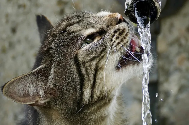 Scientists have compiled a top list of hydrating drinks — water is not in the first place