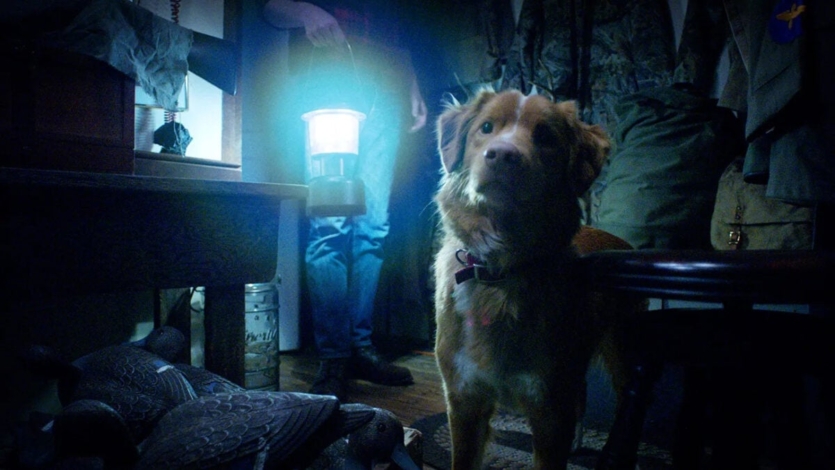 Horror through the eyes of a dog: trailer of the acclaimed movie "Good Boy" with 95% on Rotten Tomatoes