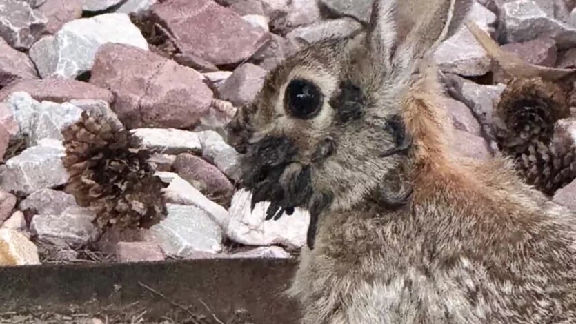 Escaped from Last of Us: rabbits with terrifying tentacles are spreading in Colorado