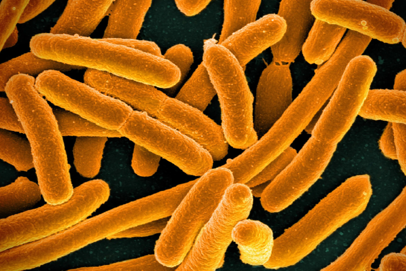 Scientists create synthetic E. coli with minimal genome