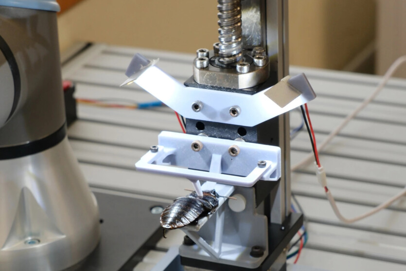 Cyborg conveyor: scientists have created a device for rapid chipping of cockroaches