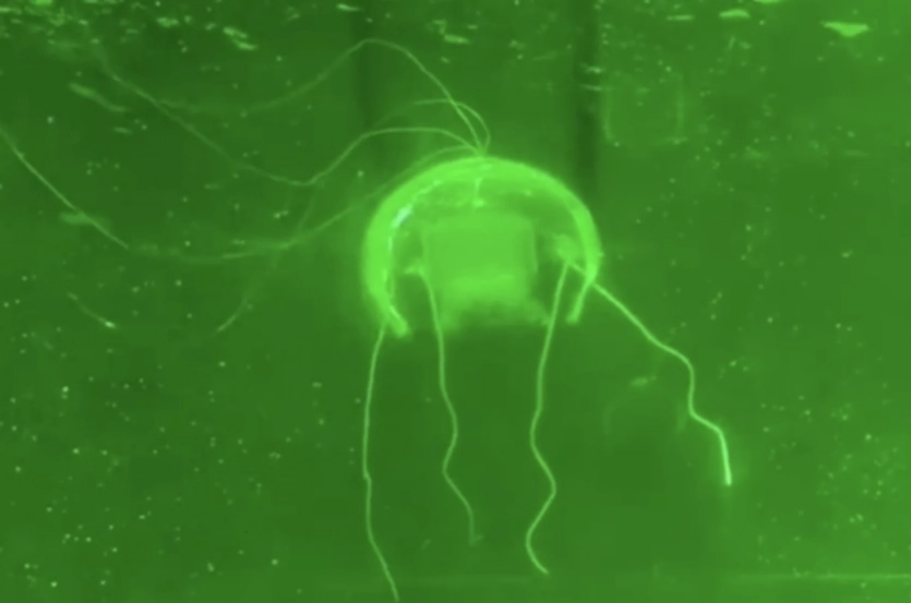 “Підводні привиди”: Китай створив непомітних роботів-шпигунів у формі медуз