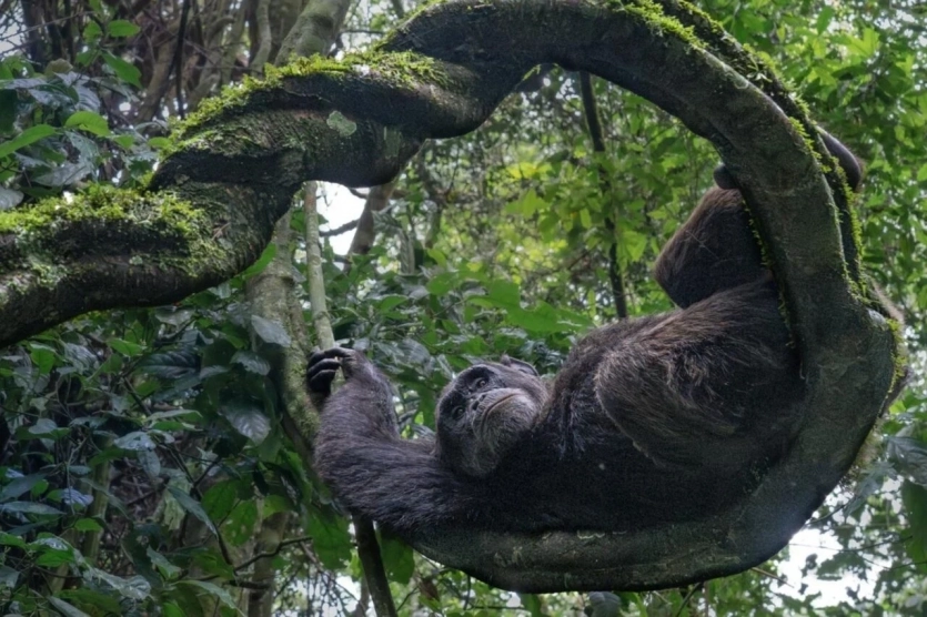 Переможці Nature inFocus: цей шимпанзе запрошує відпочити та подивитися фото тварин