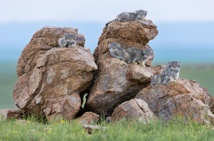 Переможці Nature inFocus: цей шимпанзе запрошує відпочити та подивитися фото тварин