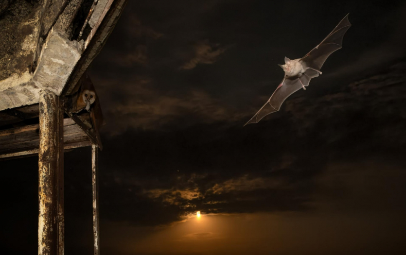 Переможці Nature inFocus: цей шимпанзе запрошує відпочити та подивитися фото тварин