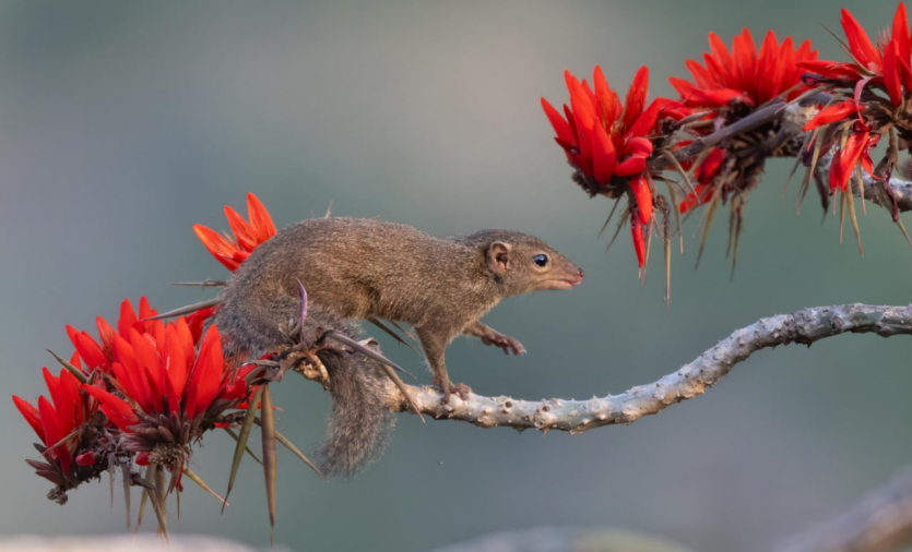 Переможці Nature inFocus: цей шимпанзе запрошує відпочити та подивитися фото тварин