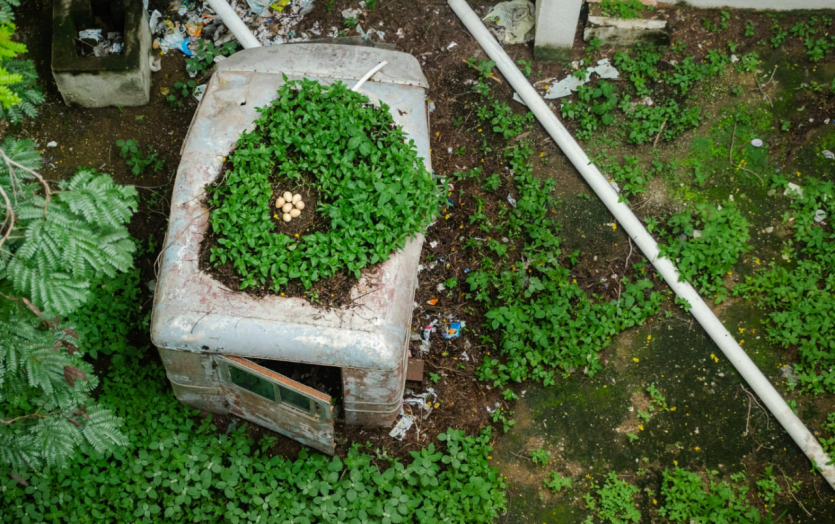 Переможці Nature inFocus: цей шимпанзе запрошує відпочити та подивитися фото тварин