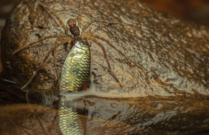 Переможці Nature inFocus: цей шимпанзе запрошує відпочити та подивитися фото тварин