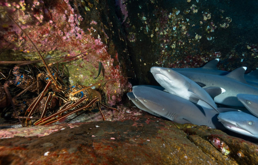 Переможці Nature inFocus: цей шимпанзе запрошує відпочити та подивитися фото тварин