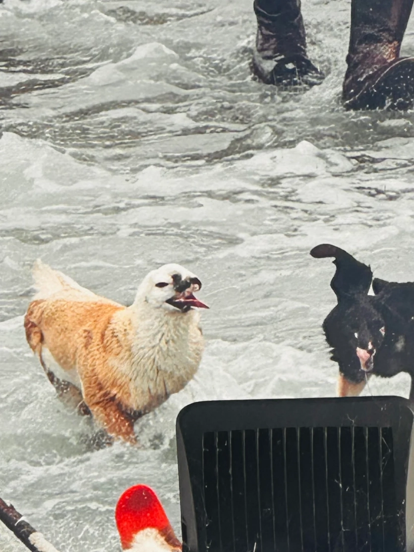 “Насправді присвячені Ктулху”: створені ШІ різдвяні мурали у передмісті Лондону жахають деталями