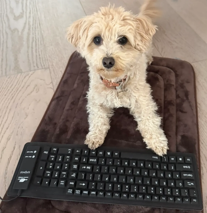 Американський інженер навчив собаку "вайбкодити" відеоігри за допомогою Claude Code