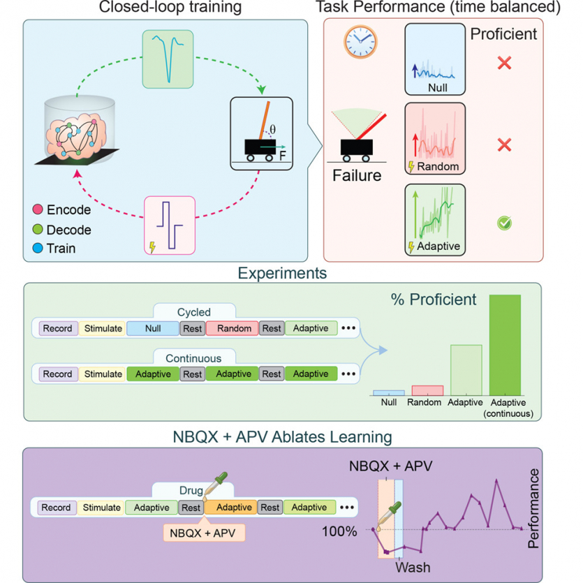 Вчені виростили "міні-мозок" в лабораторії, а потім він розв'язав інженерну задачу