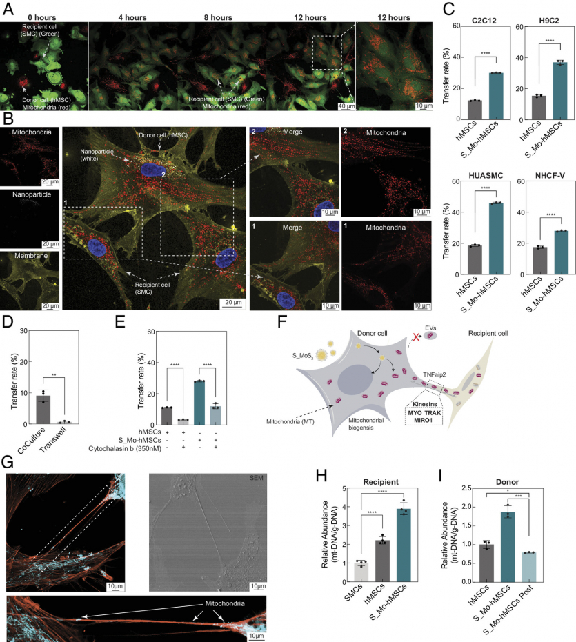 Біологи пропонують уповільнити старіння через "перезарядку" клітин
