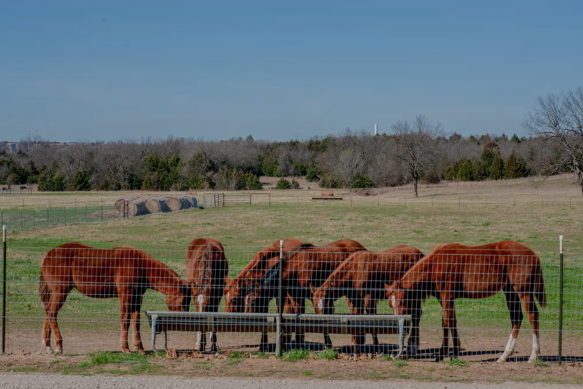Справжні індіанці: семіноли стали першим корінним народом, хто заборонив дата-центри на своїй землі