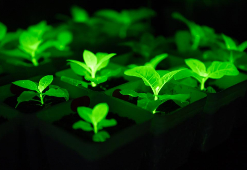 Рослини замість ліхтарів: Китай вивів біолюмінесцентні орхідеї, соняшники та хризантеми