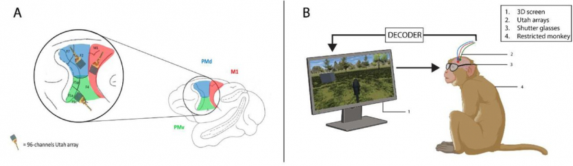 Мавпи теж можуть: вчені вперше примусили макак пересуватись у повноцінному 3D-віртуальному світі силою думки