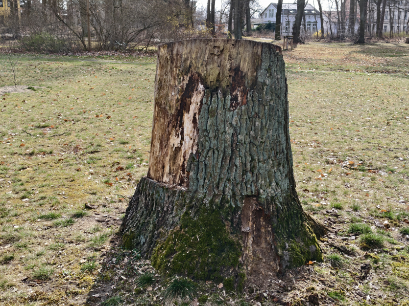 Ігровий смартфон Vivo за $800 за якістю фото перевершив iPhone 17 та Samsung Galaxy S25 Ultra